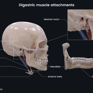 Digastric muscle attachments image