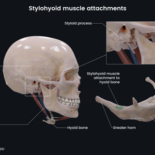 Stylohyoid muscle attachments image