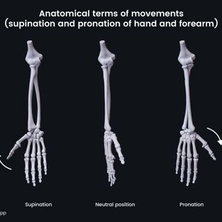 Anatomical terms of movements (supination and pronation of hand and forearm) image