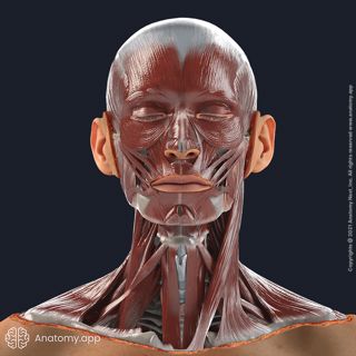 Facial muscles image