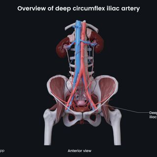 Deep circumflex iliac artery (female) image