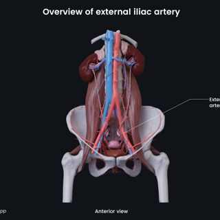 Overview of external iliac artery (female) image
