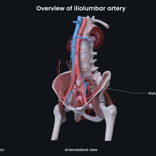 Overview of iliolumbar artery (female) image