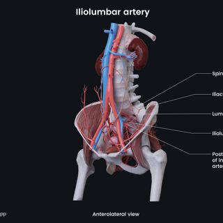 Iliolumbar artery (female) image
