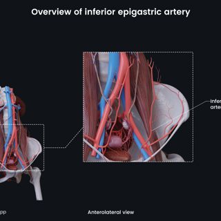 Overview of inferior epigastric artery (female) image