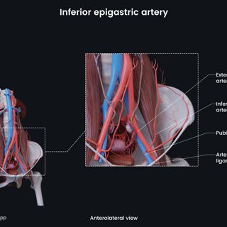 Inferior epigastric artery (female) image