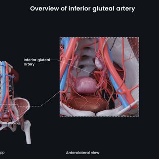 Overview of inferior gluteal artery (female) image