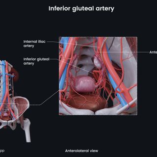 Inferior gluteal artery (female) image