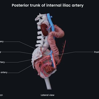 Posterior trunk of internal iliac artery (female) image
