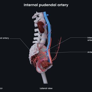 Internal pudendal artery (female) image