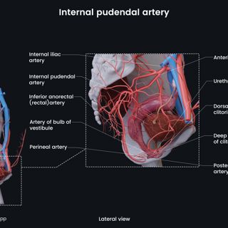Internal pudendal artery (female) image