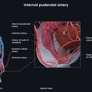 Internal pudendal artery (female) image