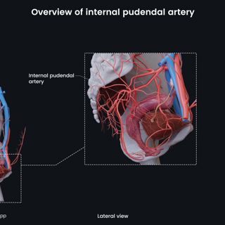 Overview of internal pudendal artery (female) image