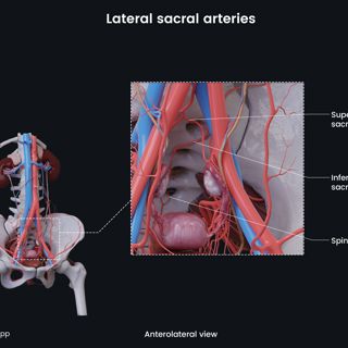 Lateral sacral arteries (female) image