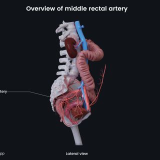Overview of middle rectal artery (female) image