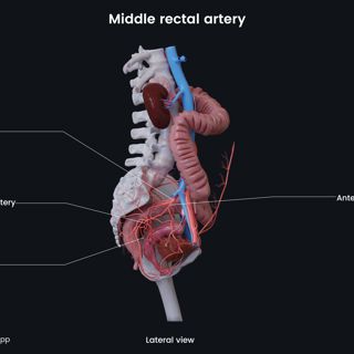 Middle rectal artery (female) image