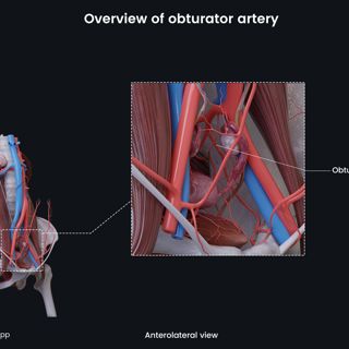 Overview of obturator artery (female) image