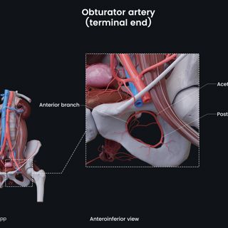 Overview of obturator artery (terminal end) (female) image