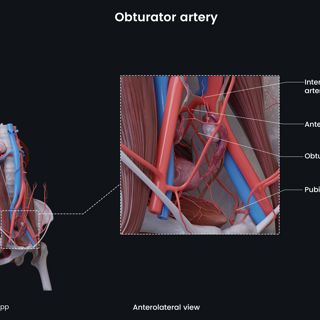 Obturator artery (female) image