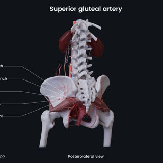 Superior gluteal artery (female) image