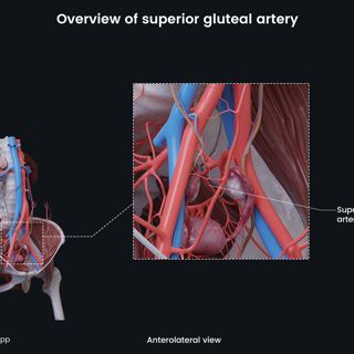 Overview of superior gluteal artery (female) image