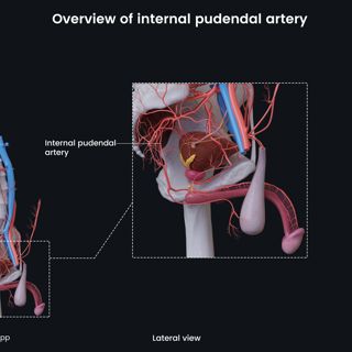 Overview of internal pudendal artery (male) image