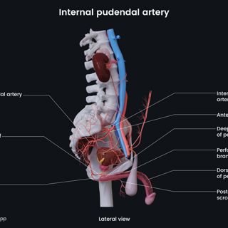Internal pudendal artery (male) image