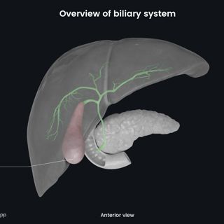 Overview of biliary system image