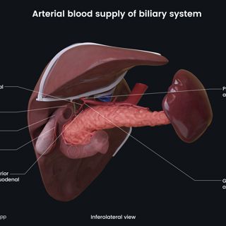 Arterial blood supply of biliary system (inferolateral view) image