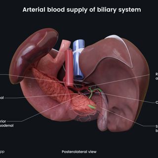 Arterial blood supply of biliary system (posterolateral view) image