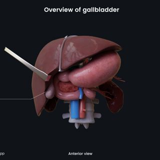Overview of gallbladder image