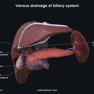 Venous drainage of biliary system (anterolateral view) image