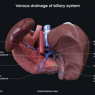 Venous drainage of biliary system (posterolateral view) image
