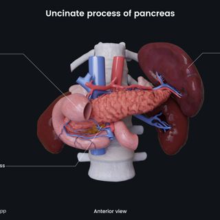 Uncinate process of pancreas image