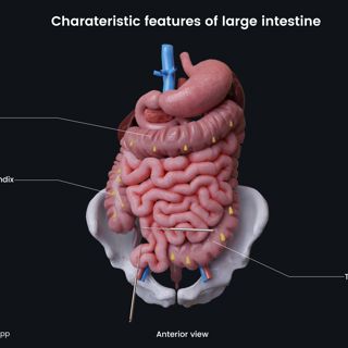 Characteristic features of large intestine image