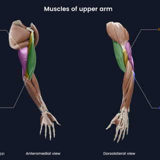 Muscles of upper arm image