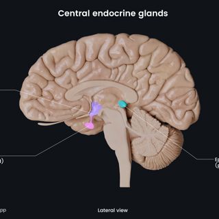 Central endocrine glands image