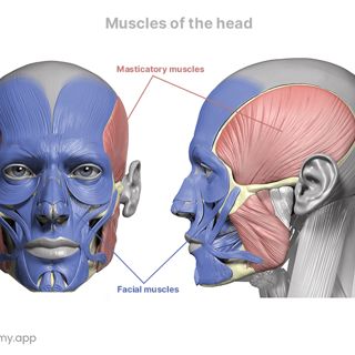 Facial and mastication muscles image