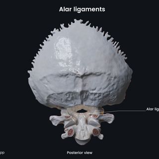 Alar ligaments image