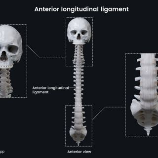 Anterior longitudinal ligament image