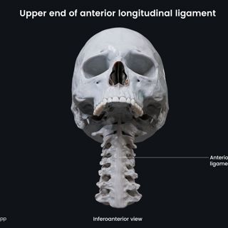 Upper end of anterior longitudinal ligament image
