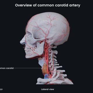 Overview of common carotid artery image