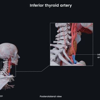 Inferior thyroid artery  image