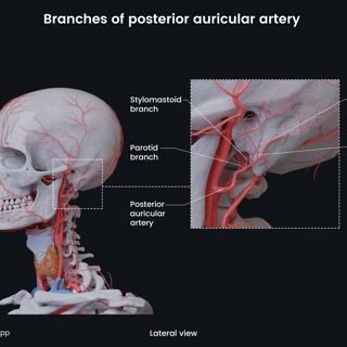 Branches of posterior auricular artery image