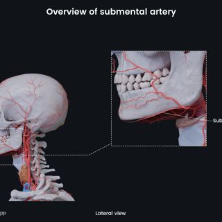 Overview of submental artery image