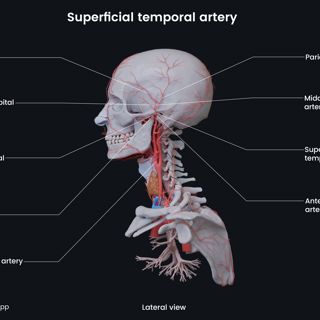 Superficial temporal artery image