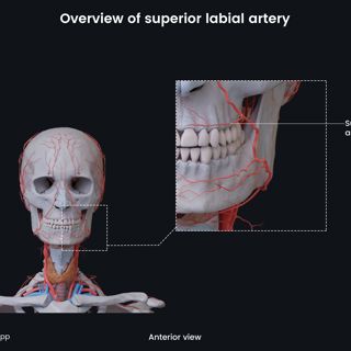 Overview of superior labial artery image