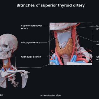 Branches of superior thyroid artery image