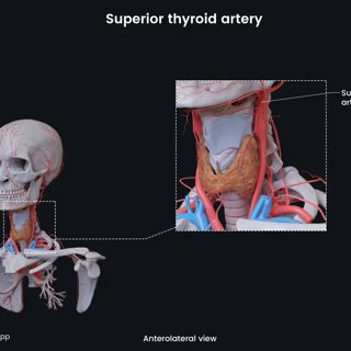 Superior thyroid artery image