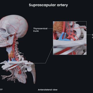 Suprascapular artery image